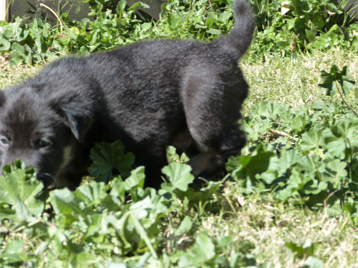 chinook dog